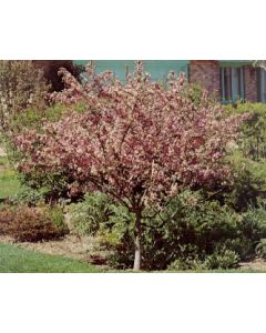 Makamik Crabapple