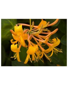 Mandarin Honeysuckle