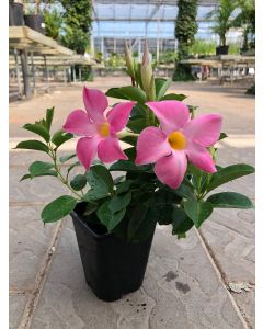 5" Mandevilla