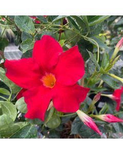 11" Mandevilla HB