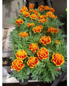 Marigold Flat Flame