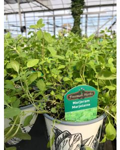 Marjoram