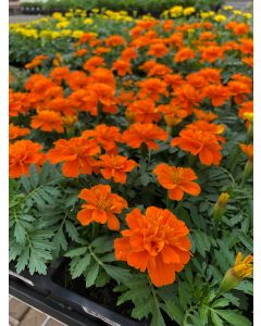 Marigold Flat Orange