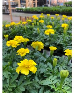 Marigold Flat Yellow