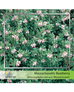 Massachusetts Bearberry