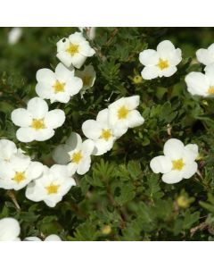 McKay's White Cinquefoil