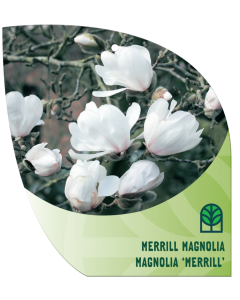 Merrill Magnolia