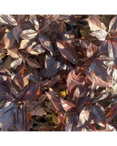 Midnight Wine Shine Weigela