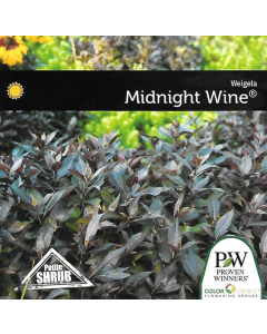 Midnight Wine Weigela