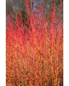 Midwinter Fire Dogwood