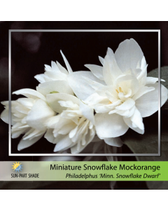 Miniature Snowflake Mock