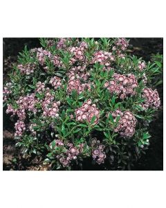 Minuet Mountain Laurel
