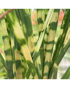 Miscanthus 'Gold Breeze' 1G