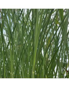 Miscanthus 'Gracillimus' 1G