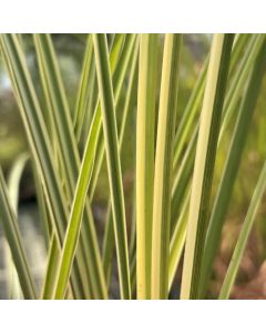 Miscanthus 'Morning Light' 1G