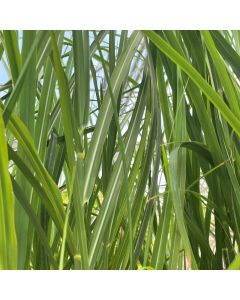 Miscanthus 'Oktoberfest' 1G