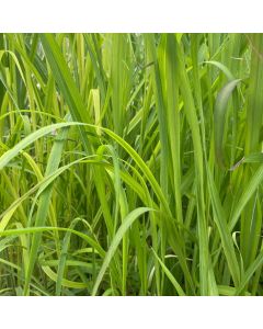 Miscanthus 'Purpurascens' 1G