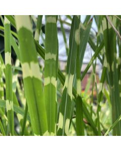 Miscanthus 'Strictus' 1G