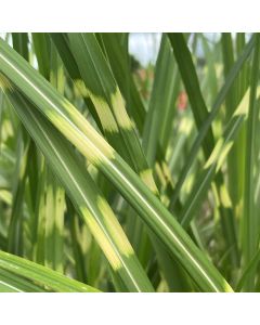 Miscanthus 'Tiger Tail' 1G