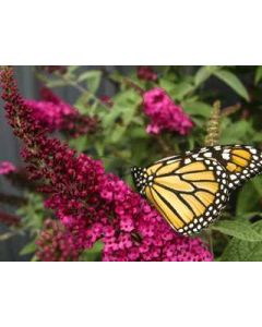 Miss Molly Butterfly Bush