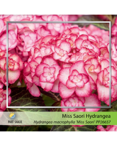 Miss Saori Hydrangea