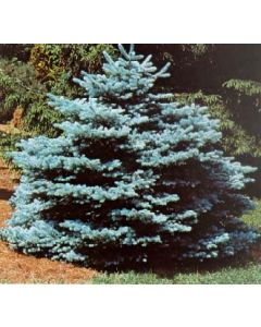 Montgomery Blue Spruce