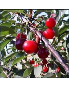 Montmorency Sour Cherry
