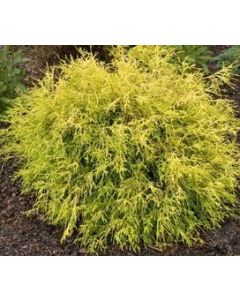 Mops Golden Cypress