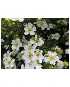 Mount Everest Cinquefoil