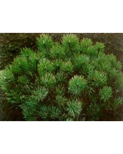 Mugho Pine