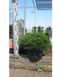 Mugo Pine 50cm