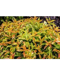 My Monet Sunset Weigela