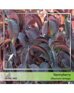 Nannyberry Viburnum