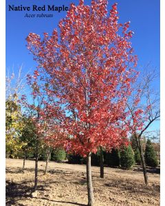 Native Red Maple