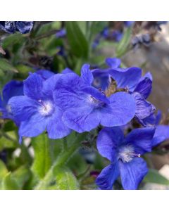 Anchusa Loddon Royalist