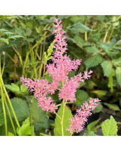 Astilbe 'Rheinland Pink' 1G