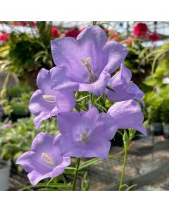 Bellflower 'Telham Beauty' 1G