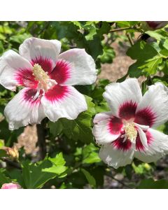 Rose of Sharon 'Helene' Std