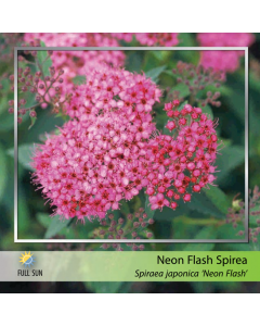 Neon Flash Spirea