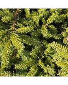 Nest Norway Spruce