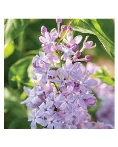 New Age Lavender Lilac