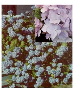 Nikko Blue Hydrangea