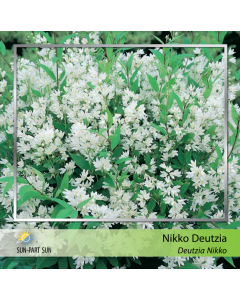 Nikko Deutzia