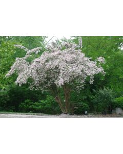 Common Ninebark