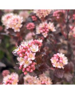 Sweet Cherry Tea Ninebark 