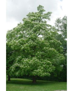 Northern Catalpa