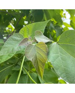 Northern Catalpa