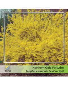 Northern Gold Forsythia