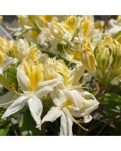 Northern Hi Lights Azalea