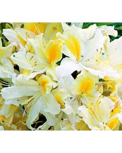 Northern Lights Azalea